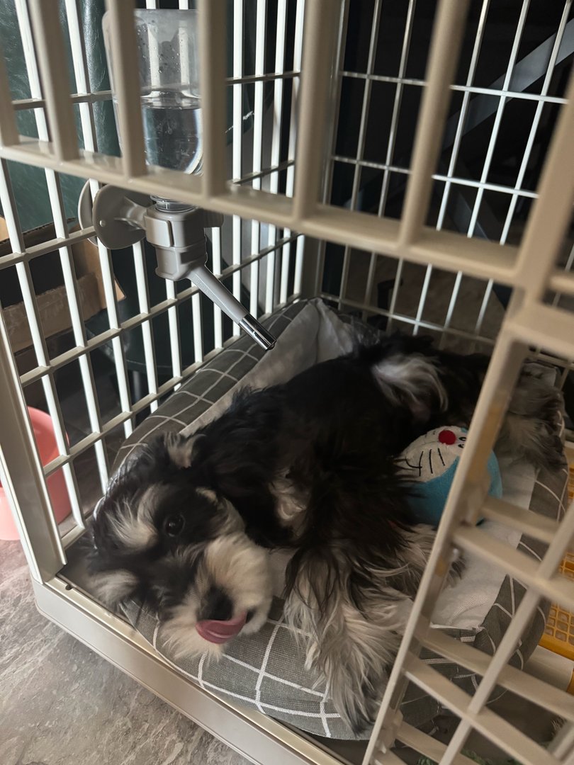 比特吐舌头