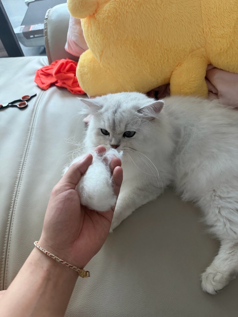 梳出一只小猫