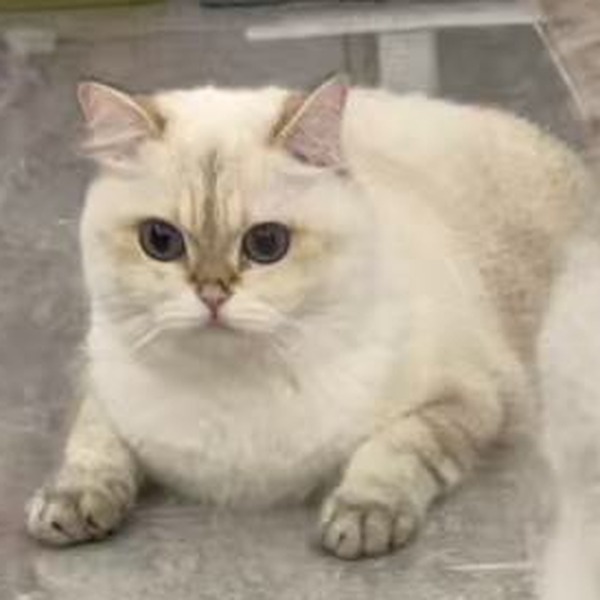 嘎子