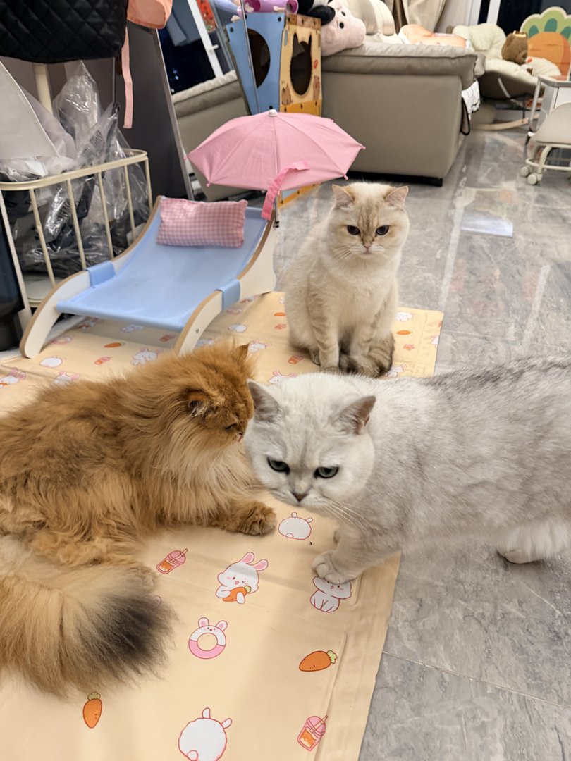 胖虎 & 嘎子 & 安卓 的合影