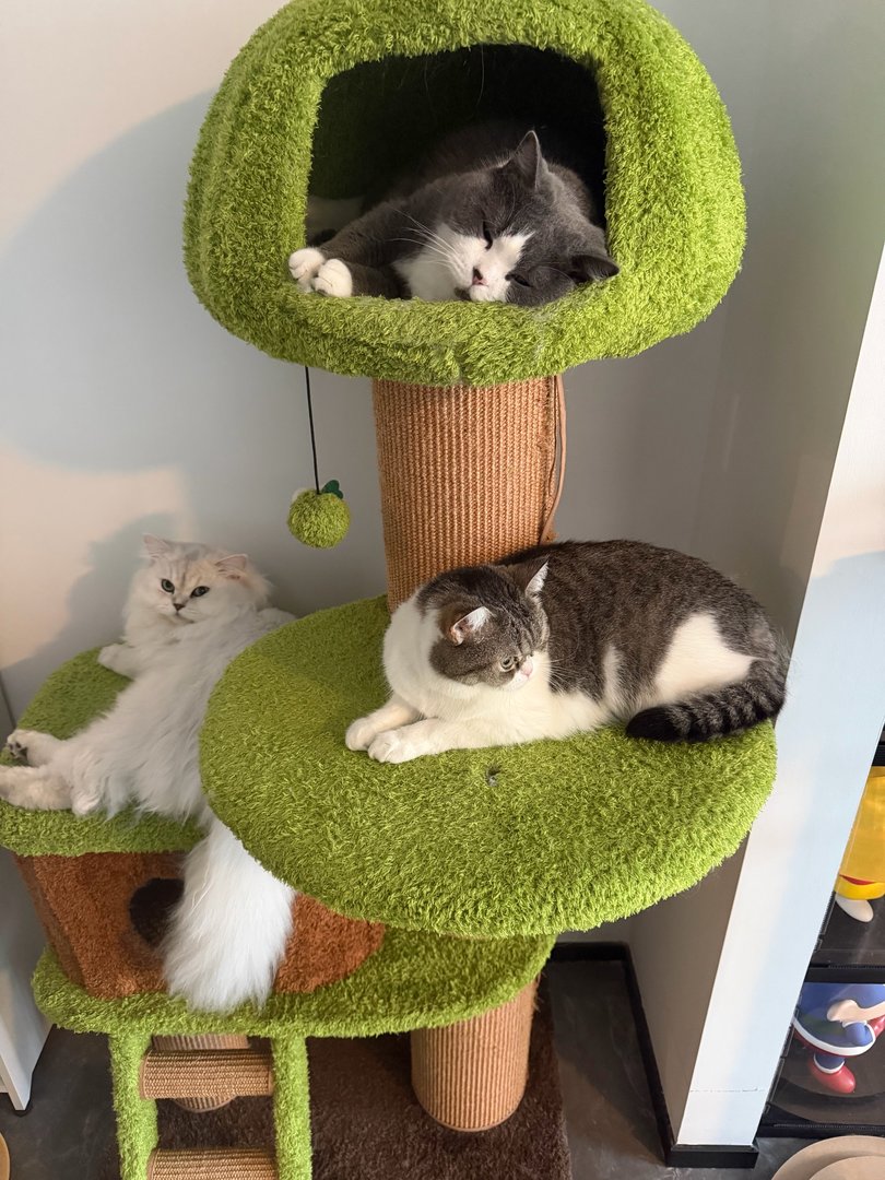 大宝 & 富贵 & 索尔 的猫爬架时光